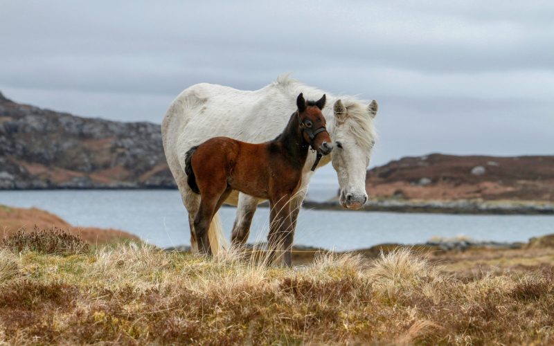 Eriskay Ponies near Lochboisdale, South Uist, Outer Hebrides.