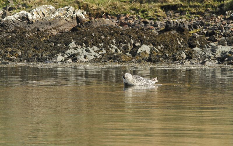 A seal in a bay at the north end of the Isle of Jura - seen from the Craignish Cruises Corryvreckan and Wildlife trip, Inner Hebrides